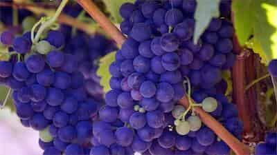 Naturally occurring antioxidants for treating rosacea